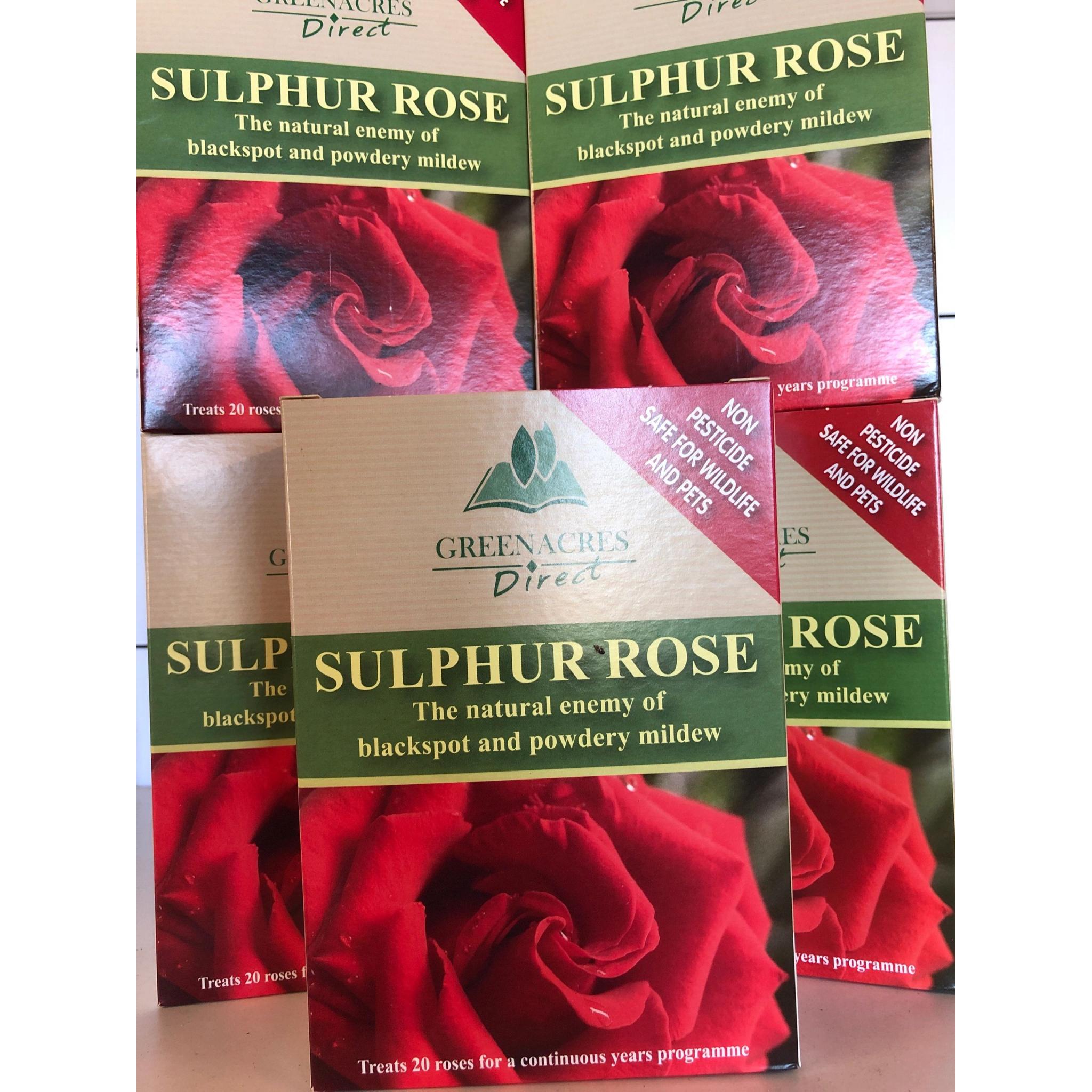 Sulphur Rose Green Acres Direct