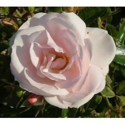 Floribunda Bush Rose Potted Apuldram RosesMatchmaker