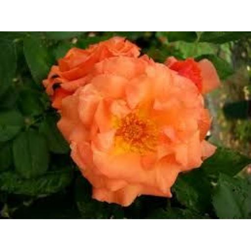 Potted Climbing Rose Apuldram Roses CRIMSON CASCADE