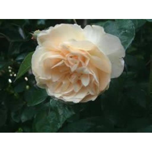 Buff Beauty Bare Root