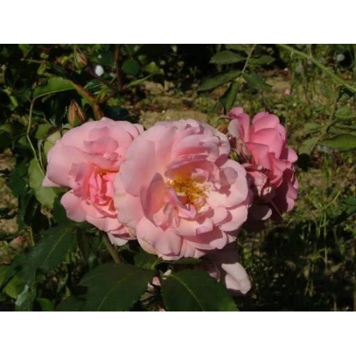 Floribunda Bush Rose Potted Apuldram RosesMatchmaker
