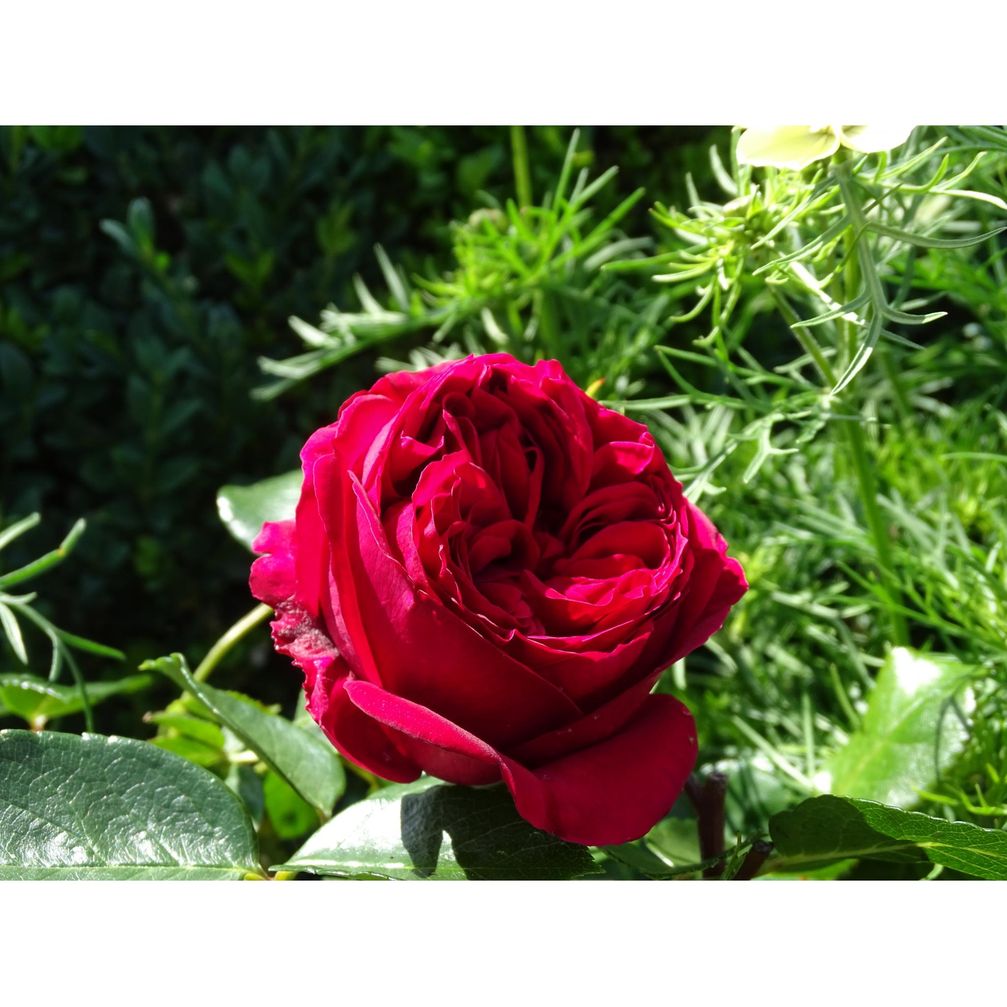 Роза red eden rose фото и описание