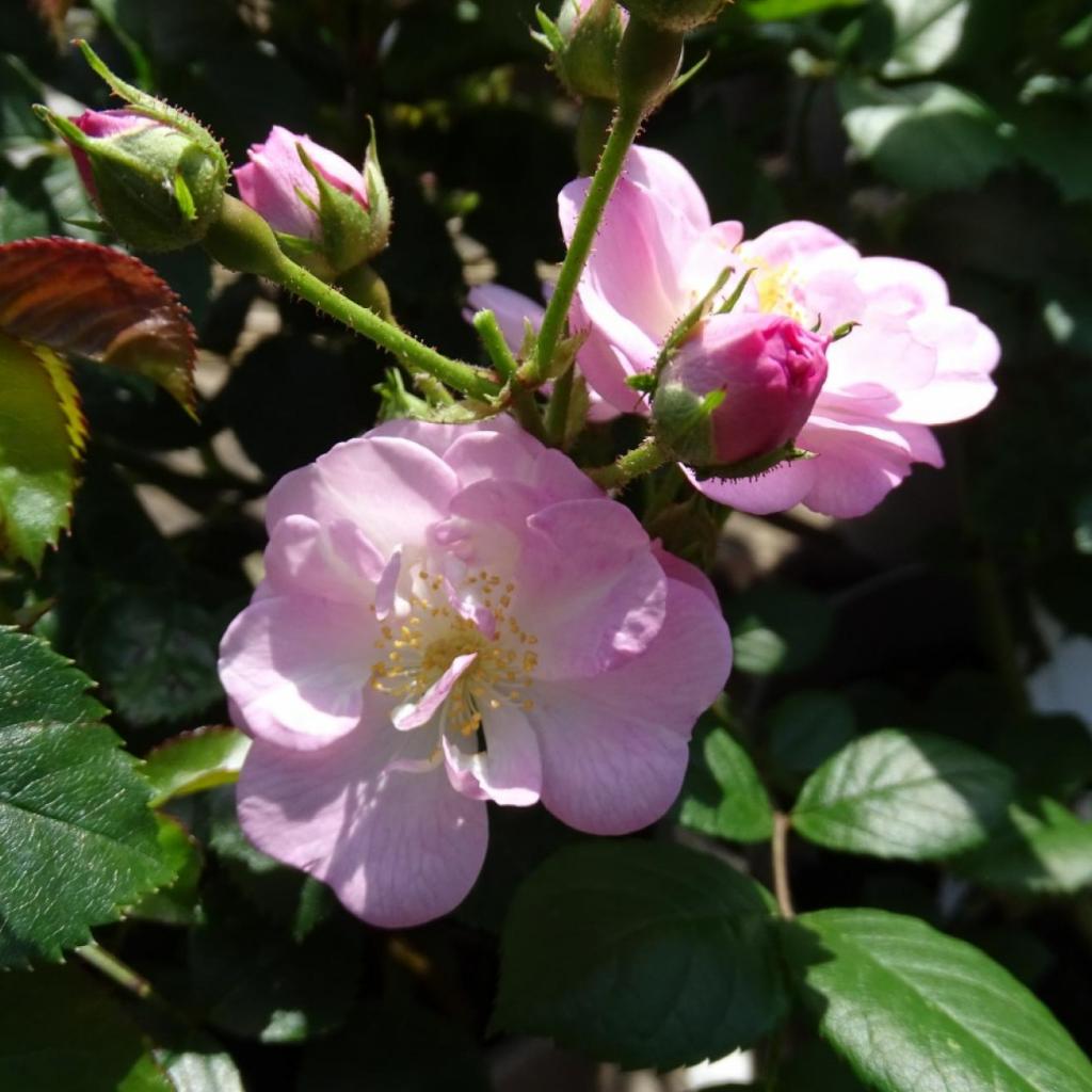 Flower Carpet Pink Climber Bare Root