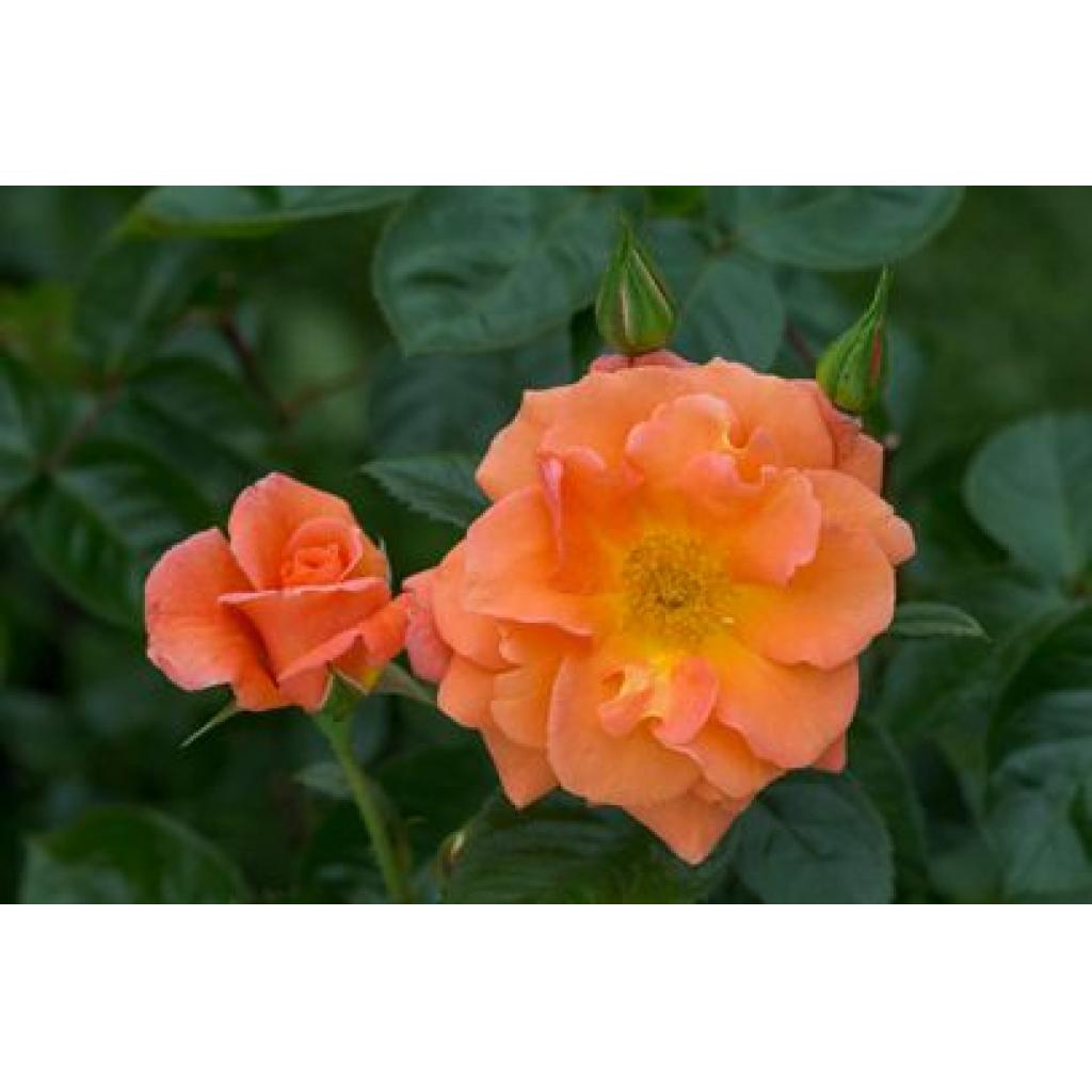 Scent From Heaven Climbing Rose Apuldram Roses