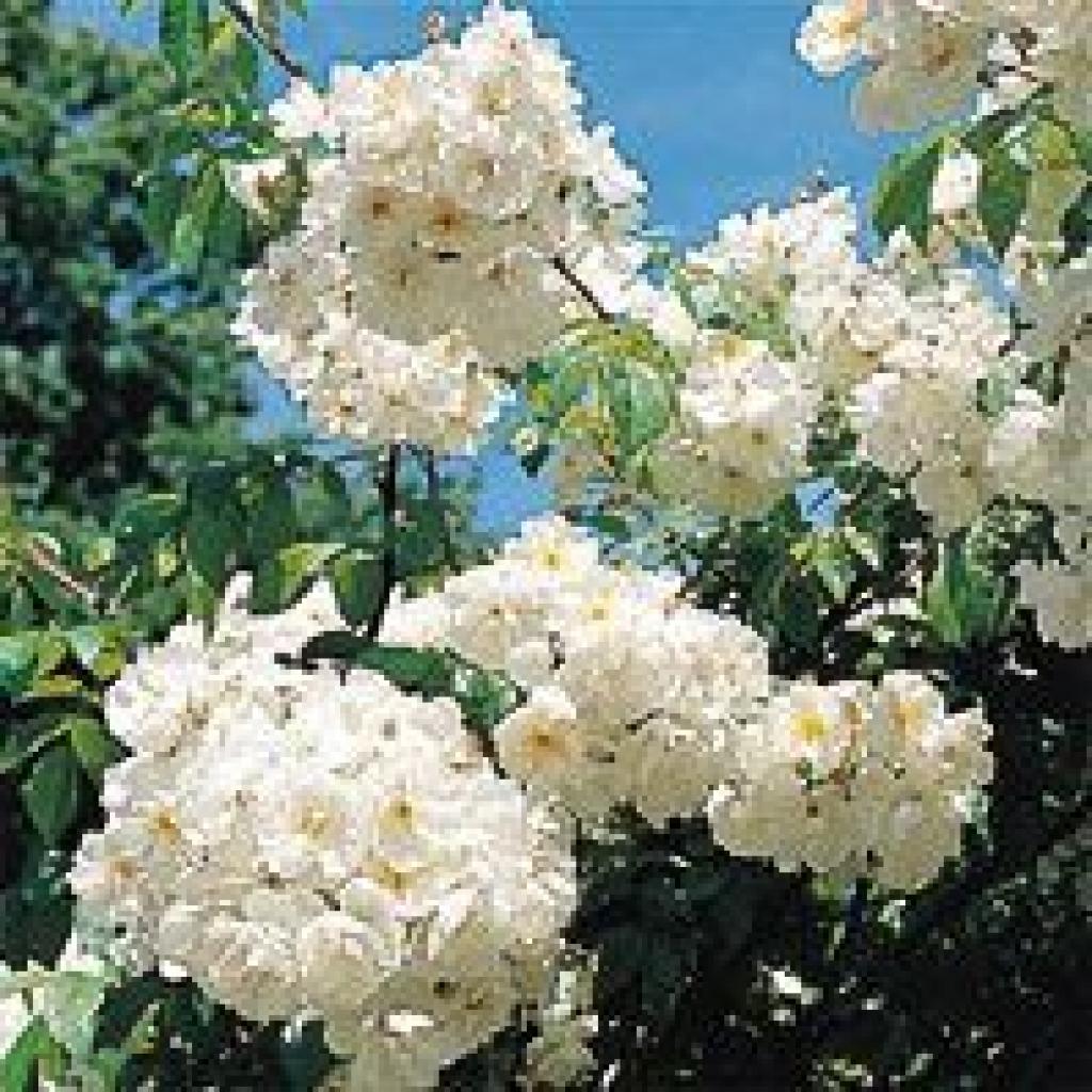 Wedding Day Rambling Rose Apuldram Roses