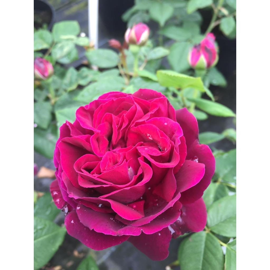 pure-poetry-rose-apuldram-roses