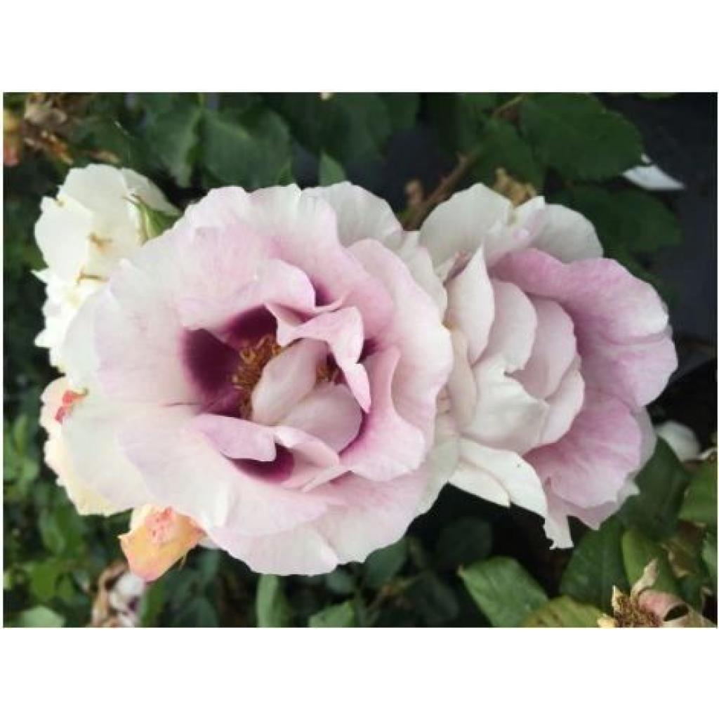 Eyes For You Rose Apuldram Roses