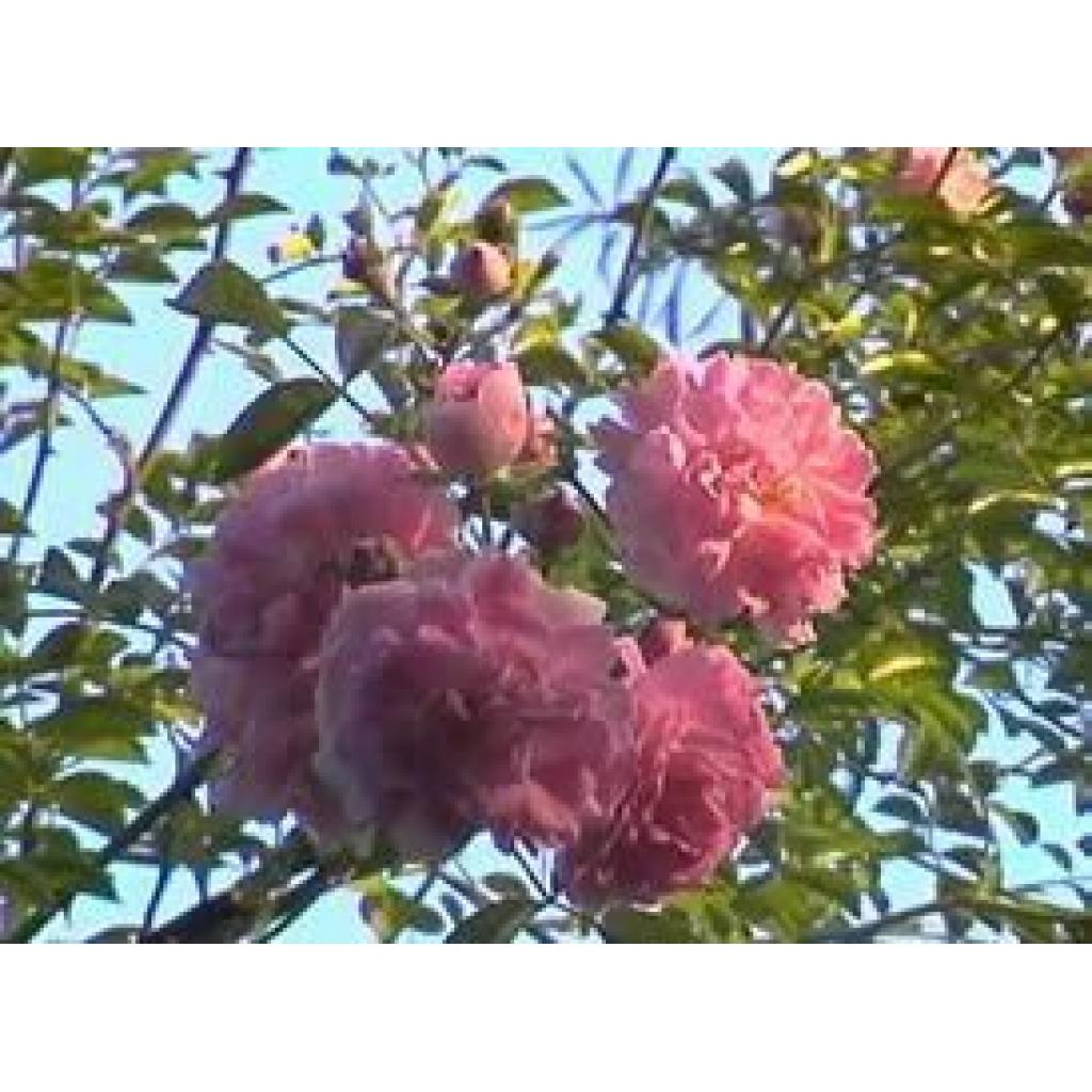 Dorothy Perkins Rambling Rose Apuldram Roses