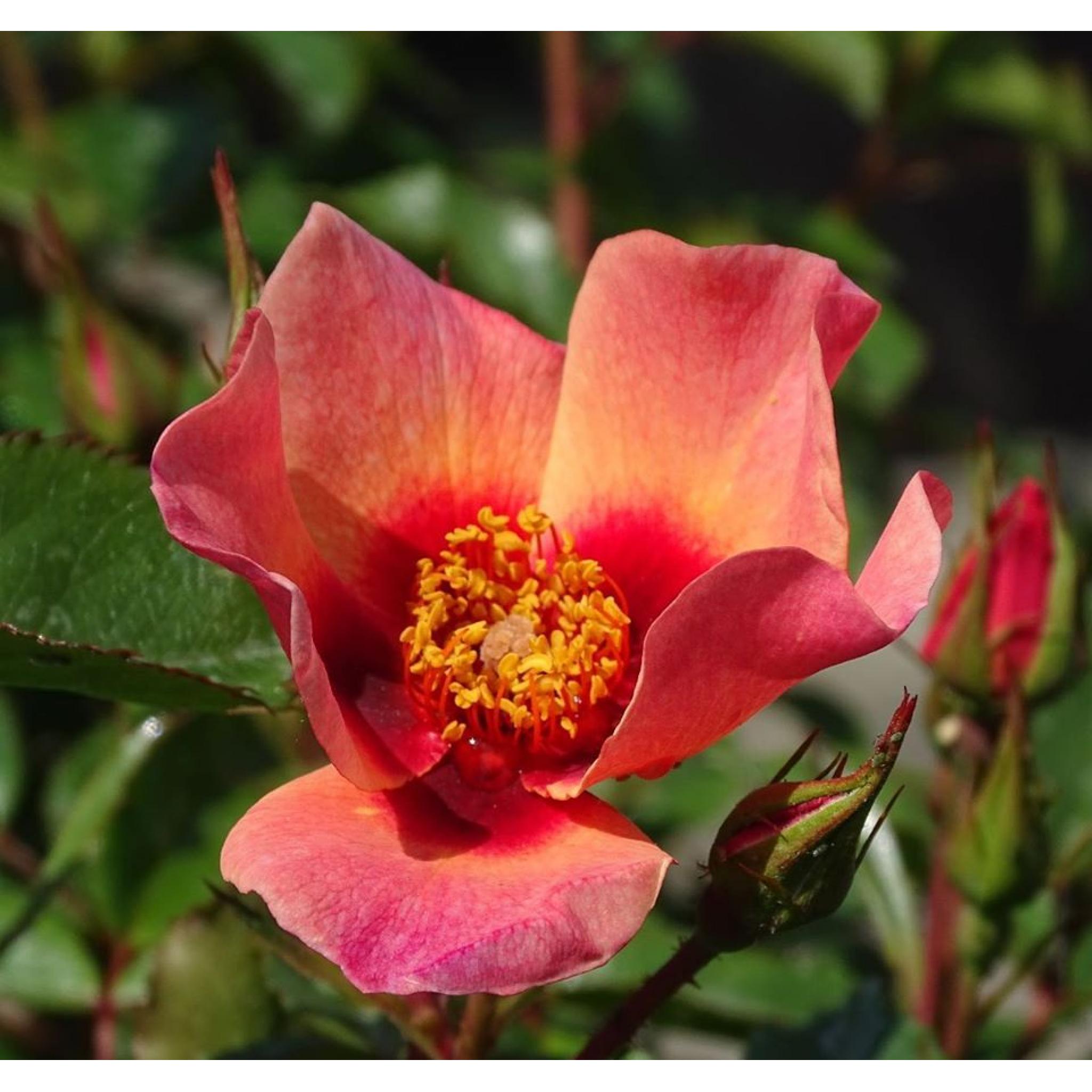 For Your Eyes Only Rose Apuldram Roses