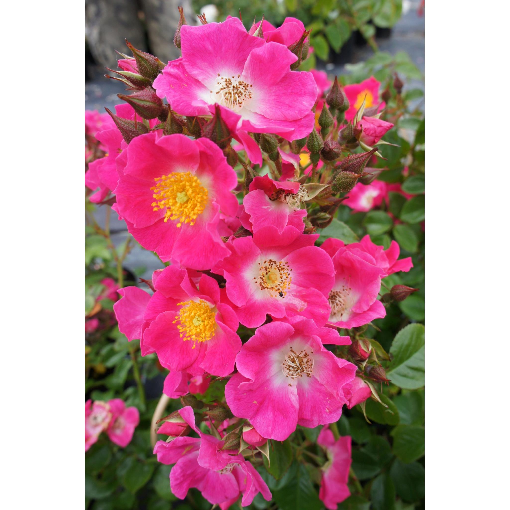 American Pillar Rambling Rose | Apuldram Roses