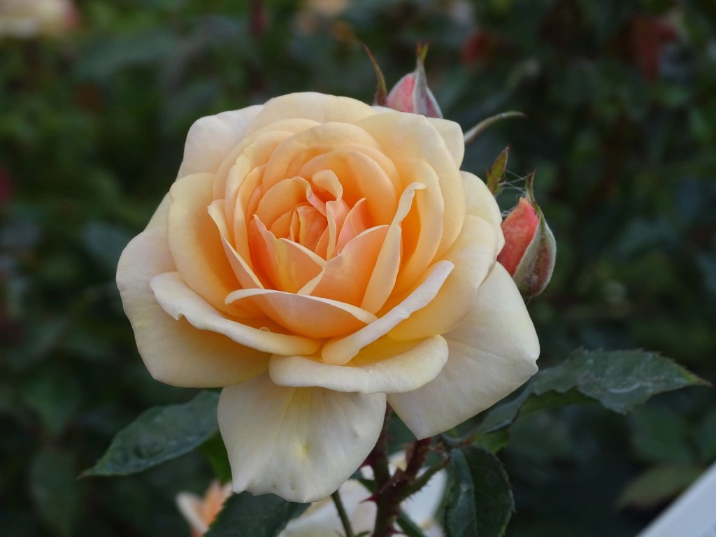 Welcome to Apuldram Roses, a plant nursery specialising in Roses ...